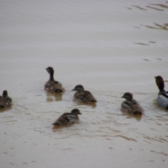 Chenonetta jubata (Australian Wood Duck) at Noorindoo, QLD - 1 Jul 2024 by MB