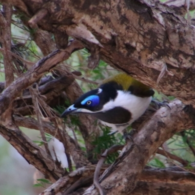 Entomyzon cyanotis (Blue-faced Honeyeater) at Noorindoo, QLD - 1 Jul 2024 by MB