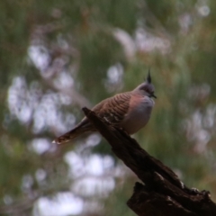 Ocyphaps lophotes (Crested Pigeon) at Noorindoo, QLD - 1 Jul 2024 by MB