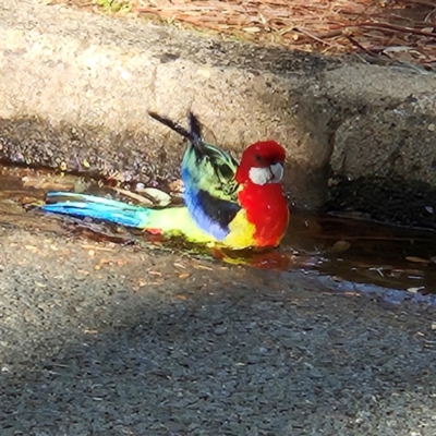 Platycercus eximius (Eastern Rosella) at Narrabundah, ACT - 1 Jul 2024 by MatthewFrawley