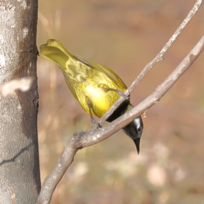 Nesoptilotis leucotis (White-eared Honeyeater) at Mount Painter - 1 Jul 2024 by Trevor