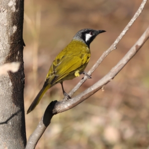 Nesoptilotis leucotis at Mount Painter - 1 Jul 2024