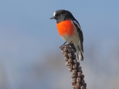 Petroica boodang (Scarlet Robin) at Mount Painter - 1 Jul 2024 by MichaelWenke