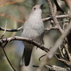 Colluricincla harmonica (Grey Shrikethrush) at Mount Painter - 1 Jul 2024 by Trevor