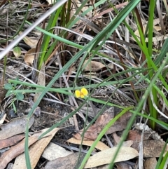Bossiaea ensata at South Pacific Heathland Reserve - 1 Jul 2024 03:57 PM