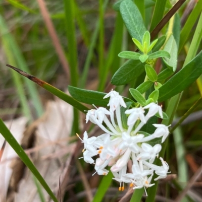 Pimelea linifolia (Slender Rice Flower) at South Pacific Heathland Reserve - 1 Jul 2024 by Clarel