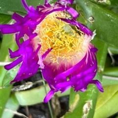 Carpobrotus glaucescens (Pigface) at South Pacific Heathland Reserve - 1 Jul 2024 by Clarel