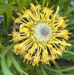 Isopogon anemonifolius (Common Drumsticks) at South Pacific Heathland Reserve - 1 Jul 2024 by Clarel