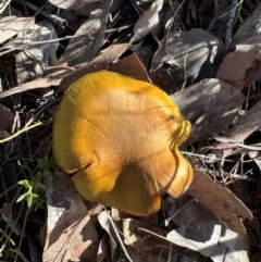 Unverified Cap on a stem; gills below cap [mushrooms or mushroom-like] at Mount Ainslie - 16 Jun 2024 by Pirom