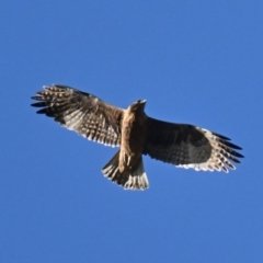 Hieraaetus morphnoides (Little Eagle) at Campbell Park Woodland - 1 Jul 2024 by davidcunninghamwildlife