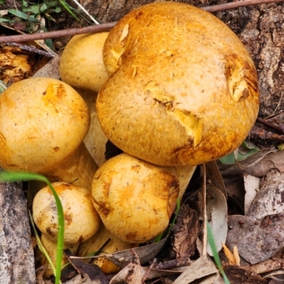 Gymnopilus junonius (Spectacular Rustgill) at Hawker, ACT - 30 Jun 2024 by AlisonMilton