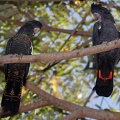 Calyptorhynchus banksii banksii (Northern Red-tailed Black-Cockatoo) at West Mackay, QLD - 25 Mar 2016 by MichaelBedingfield