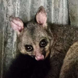 Trichosurus vulpecula at QPRC LGA - 2 Jul 2024 10:49 AM