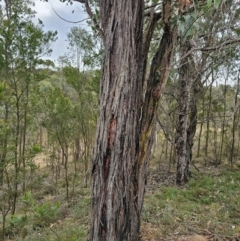 Eucalyptus macrorhyncha subsp. macrorhyncha (Red Stringybark) at Jacka, ACT - 2 Jul 2024 by Jiggy