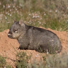 Lasiorhinus latifrons (Southern Hairy-nosed Wombat) at Blanchetown, SA - 23 Sep 2016 by MichaelBedingfield