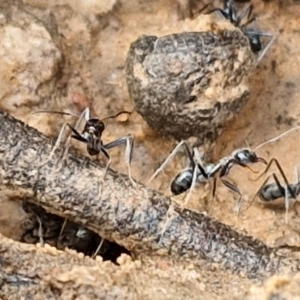 Iridomyrmex sp. (genus) at Bruce Ridge - 2 Jul 2024