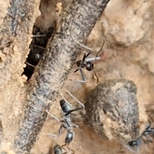 Iridomyrmex sp. (genus) at Bruce Ridge - 2 Jul 2024