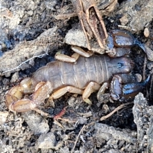 Urodacus manicatus at Bruce Ridge - 2 Jul 2024