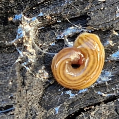 Fletchamia quinquelineata (Five-striped flatworm) at Bruce Ridge - 2 Jul 2024 by trevorpreston