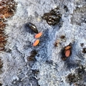 Poduromorpha sp. (order) at Bruce Ridge - 2 Jul 2024