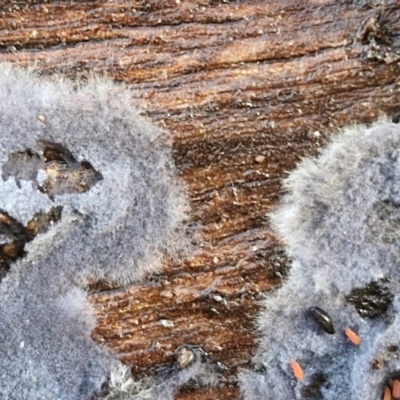 Unidentified Other non-black fungi  at Bruce Ridge - 2 Jul 2024 by trevorpreston