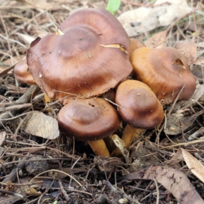 Unidentified Cap on a stem; gills below cap [mushrooms or mushroom-like] at Bruce Ridge - 2 Jul 2024 by trevorpreston