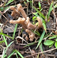 Clavulina sp. (A coral fungus) at Kangaroo Valley, NSW - 2 Jul 2024 by lbradley