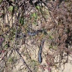 Pseudechis porphyriacus at Cooleman Ridge - 2 Jul 2024 by BethanyDunne