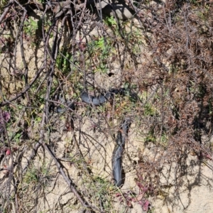 Pseudechis porphyriacus at Cooleman Ridge - 2 Jul 2024