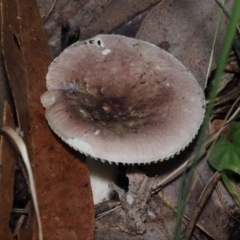 Russula sp. (genus) (Russula) at BA124 - 2 Jul 2024 by Bushrevival