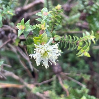 Melaleuca squarrosa (Bottle-brush Teatree) at Ulladulla, NSW - 2 Jul 2024 by Clarel