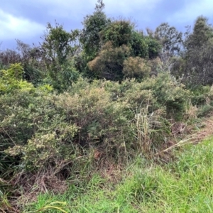 Melaleuca squarrosa at Ulladulla, NSW - 2 Jul 2024 01:55 PM