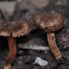 Inocybe sp. (Inocybe) at BA124 - 2 Jul 2024 by Bushrevival