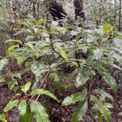 Pittosporum undulatum (Sweet Pittosporum) at Coomee Nulunga Cultural Walking Track - 2 Jul 2024 by Clarel