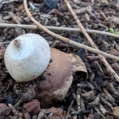 Geastrum triplex at Mount Majura - 1 Jul 2024 by sbittinger