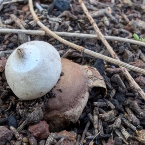 Geastrum triplex at Mount Majura - 2 Jul 2024 09:37 AM