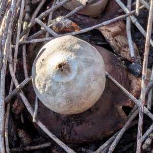 Geastrum triplex at Mount Majura - 2 Jul 2024 09:37 AM