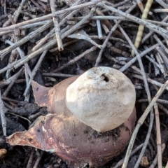 Geastrum triplex at Mount Majura - 2 Jul 2024 09:37 AM