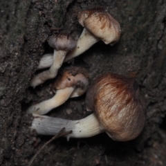 Omphalotus nidiformis at BA124 - 2 Jul 2024 by Bushrevival