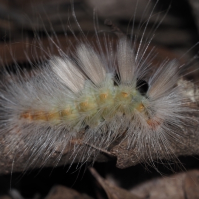 Unverified Moth (Lepidoptera) at Bodalla State Forest - 2 Jul 2024 by Bushrevival