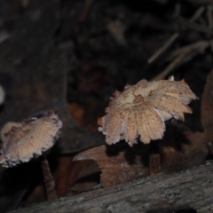 Unidentified Fungus at BA124 - 2 Jul 2024 by Bushrevival