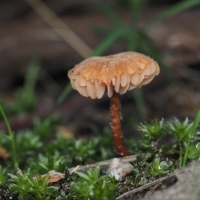 Laccaria sp. (Laccaria) at BA124 - 2 Jul 2024 by Bushrevival