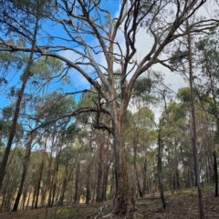 Eucalyptus bridgesiana at Jacka, ACT - 2 Jul 2024 by Jiggy