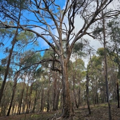 Eucalyptus bridgesiana at Jacka, ACT - 2 Jul 2024 by Jiggy