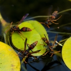 Polistes (Polistella) humilis at Higgins, ACT - 18 Jan 2014 04:12 PM