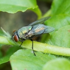 Unidentified True fly (Diptera) at Higgins, ACT - 18 Jan 2014 by AlisonMilton