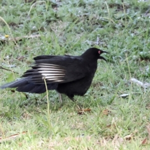 Corcorax melanorhamphos at QPRC LGA - 19 Jun 2024