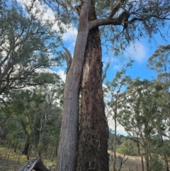 Eucalyptus melliodora (Yellow Box) at Jacka, ACT - 2 Jul 2024 by Jiggy