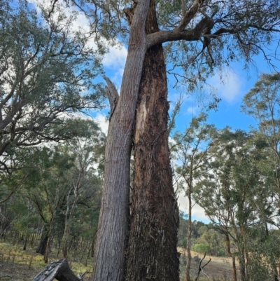 Eucalyptus melliodora (Yellow Box) at Jacka, ACT - 2 Jul 2024 by Jiggy