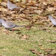 Ocyphaps lophotes (Crested Pigeon) at QPRC LGA - 19 Jun 2024 by AlisonMilton